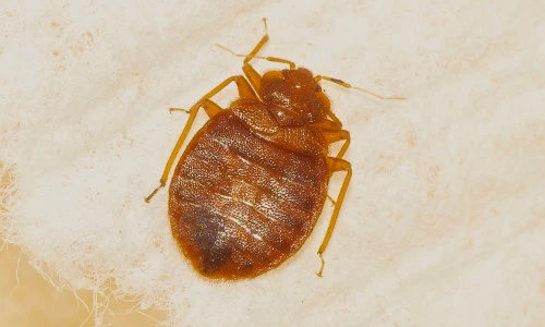 Bed Bugs