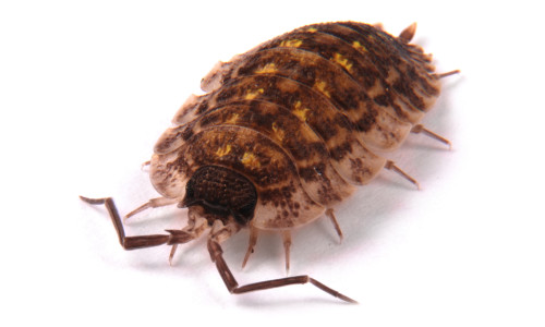 Woodlice