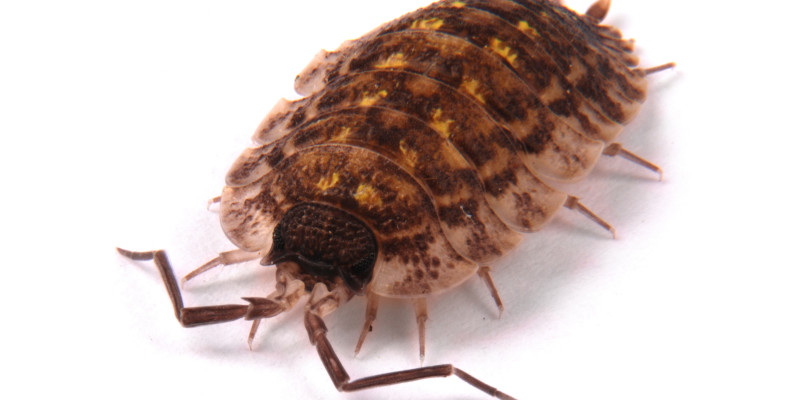 Canva Woodlice Porcellio scaber isolated