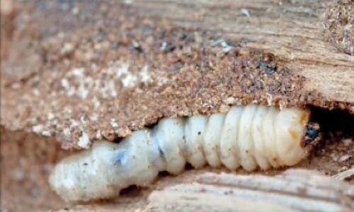 Woodworm