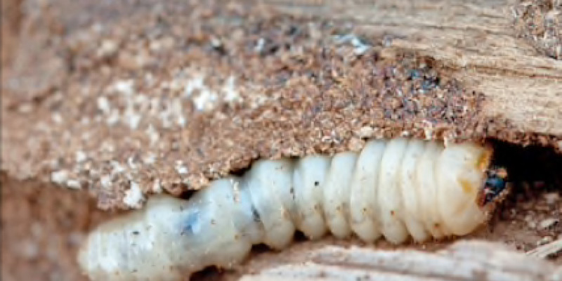 Woodworm moving through an exposed tunnel within wood