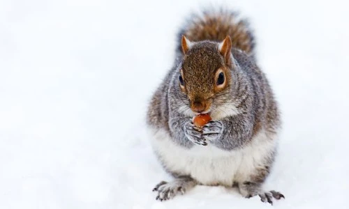 Squirrels
