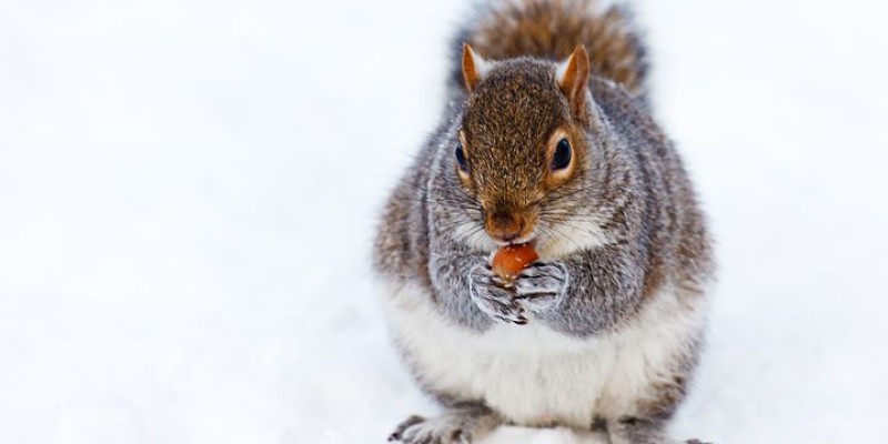 Grey squirrel sitting in snow eating a nut