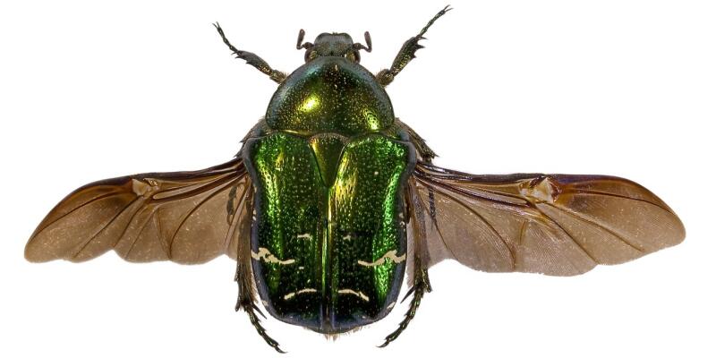 Green beetle with its wings splayed out