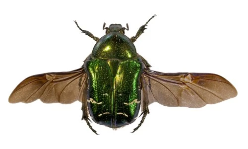 Beetles