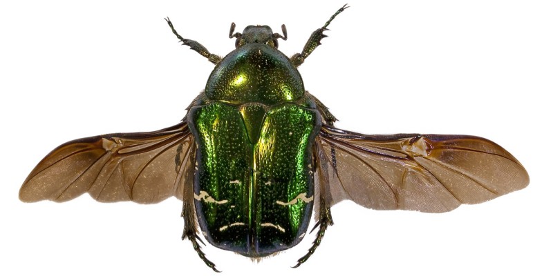 Green beetle with its wings splayed out