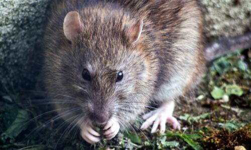 Rats and Mice