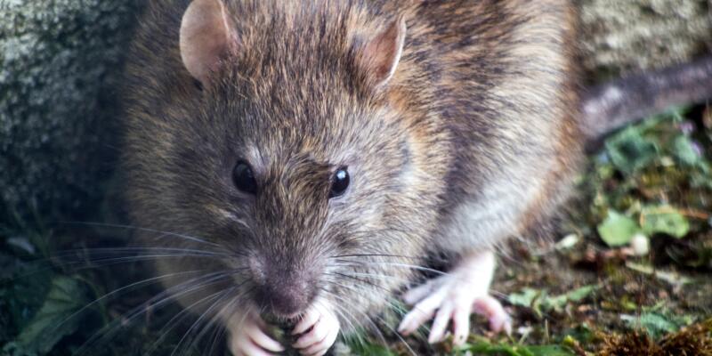 Grey rat nibbling on some vegetation