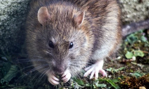 Rats and Mice
