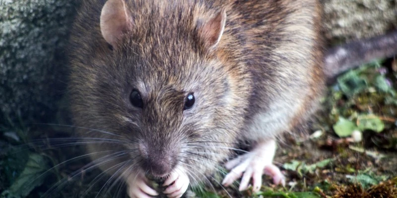 Grey rat nibbling on some vegetation