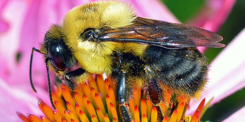 Bumble bee on a flower