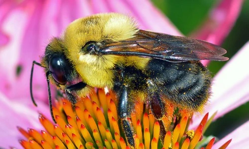 Bees