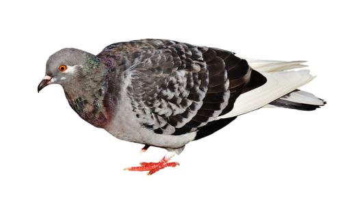 Bird Control