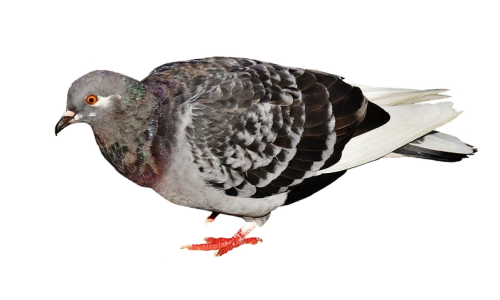 Bird Control