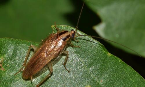 Cockroaches