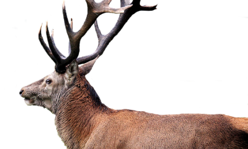 Deer Management