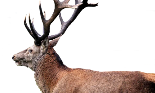 Deer Management