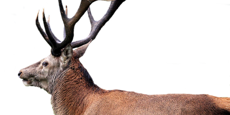 Red deer with large antlers