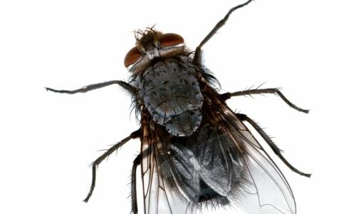 Flies