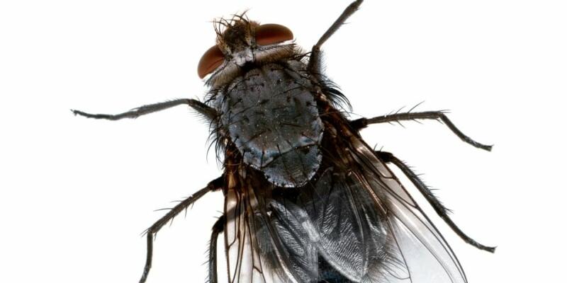 Closeup of a fly