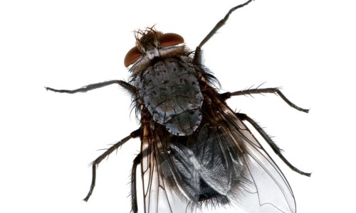 Flies