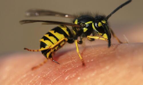 Wasps