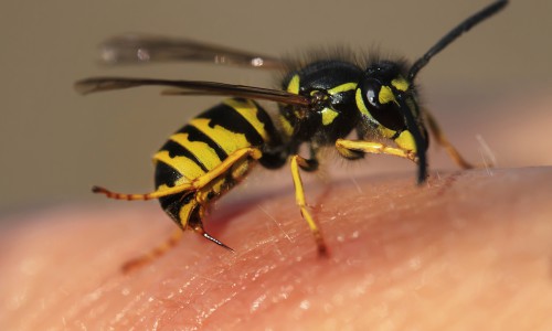 Wasps