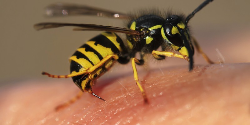 Wasp sitting on someones skin, about to sting
