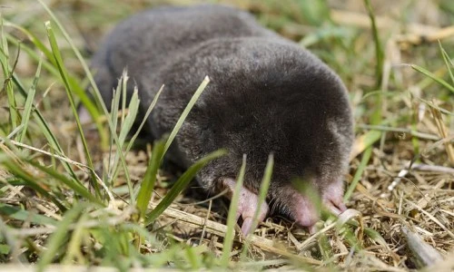 Moles
