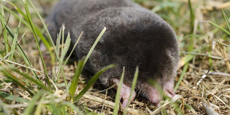 Mole in grass