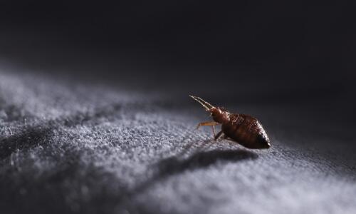 Fleas