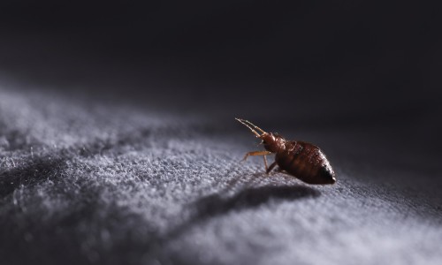 Fleas