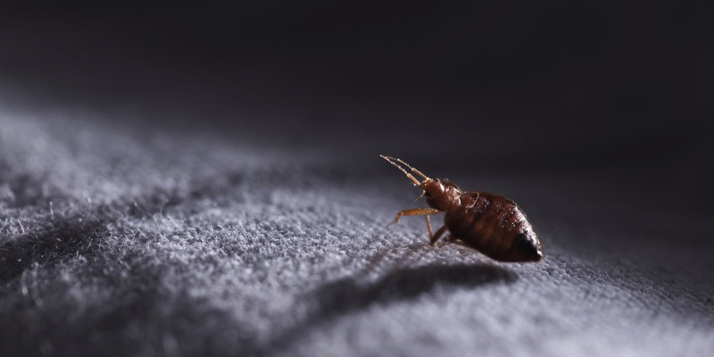 Closeup of a bed bug crawling across a white sheet