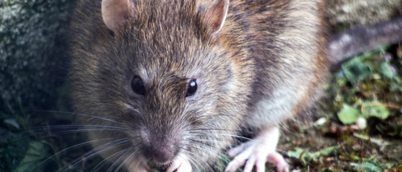 Rat