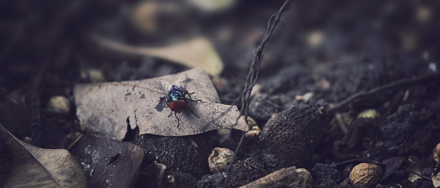 Fly