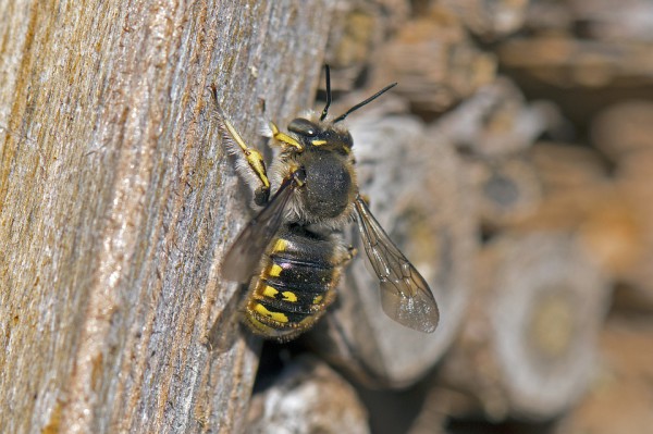Wool Bee